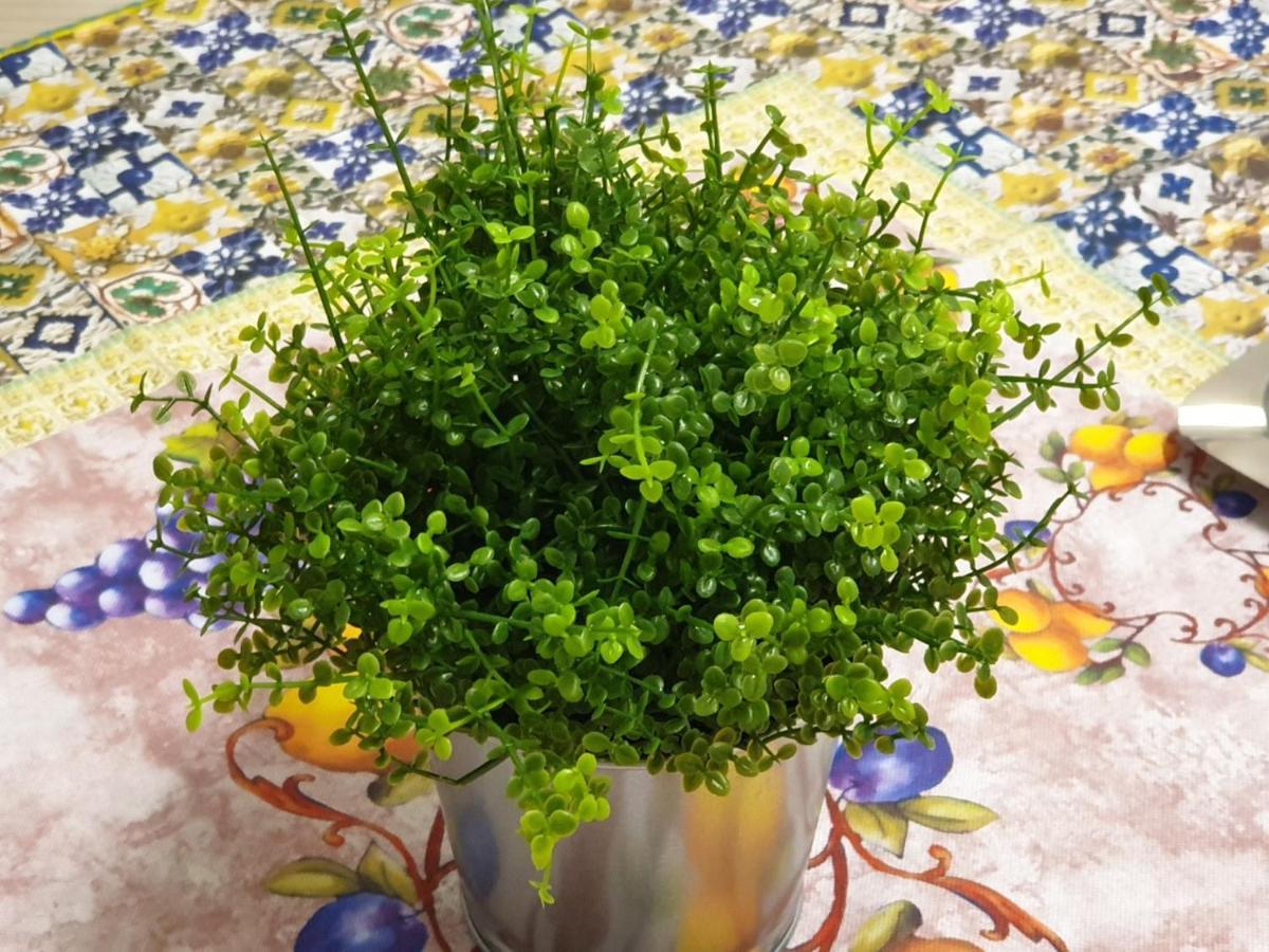 Chiara Naxos Apartment จีอาร์ดีนี นักซอส ภายนอก รูปภาพ